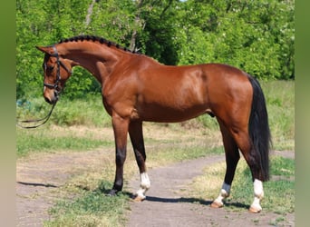 Inne kuce/małe konie, Wałach, 5 lat, 155 cm, Gniada