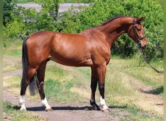 Inne kuce/małe konie, Wałach, 5 lat, 155 cm, Gniada
