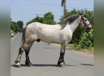 Inne kuce/małe konie, Wałach, 5 lat, 165 cm, Siwa