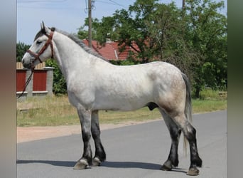 Inne kuce/małe konie, Wałach, 5 lat, 165 cm, Siwa