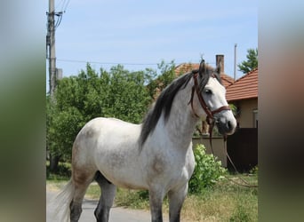 Inne kuce/małe konie, Wałach, 5 lat, 165 cm, Siwa