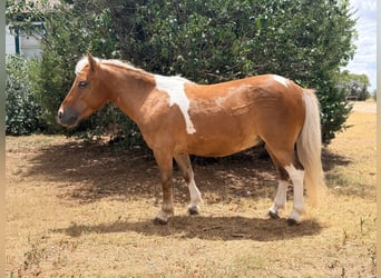 Inne kuce/małe konie, Wałach, 5 lat, 91 cm, Srokata