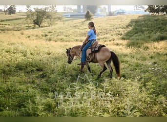Inne kuce/małe konie, Wałach, 5 lat, 97 cm, Jelenia