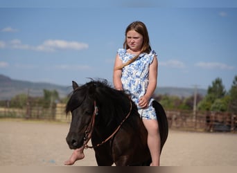 Inne kuce/małe konie, Wałach, 6 lat, 109 cm, Kara