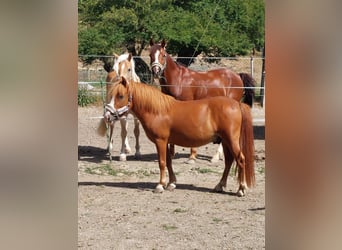Inne kuce/małe konie, Wałach, 6 lat, 115 cm, Kasztanowata