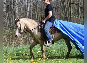 Inne kuce/małe konie, Wałach, 6 lat, 117 cm, Szampańska
