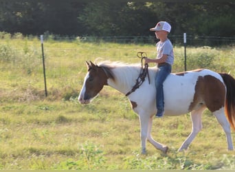 Inne kuce/małe konie, Wałach, 6 lat, 122 cm, Srokata