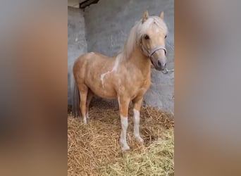 Inne kuce/małe konie, Wałach, 6 lat, 123 cm, Izabelowata