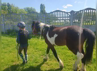 Inne kuce/małe konie, Wałach, 6 lat, 125 cm, Srokata