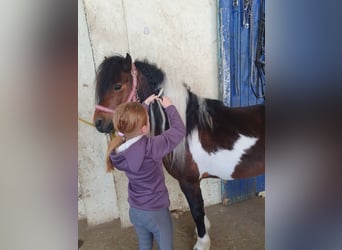 Inne kuce/małe konie, Wałach, 6 lat, 125 cm, Srokata