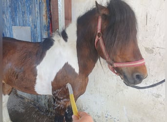 Inne kuce/małe konie, Wałach, 6 lat, 125 cm, Srokata