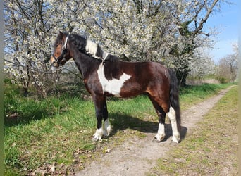 Inne kuce/małe konie, Wałach, 6 lat, 125 cm, Srokata