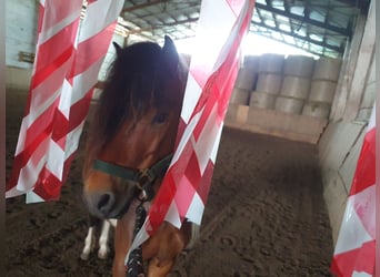 Inne kuce/małe konie, Wałach, 6 lat, 125 cm, Srokata