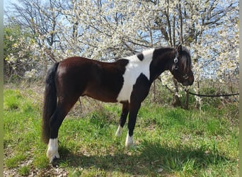 Inne kuce/małe konie, Wałach, 6 lat, 125 cm, Srokata