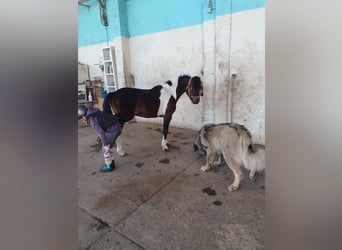 Inne kuce/małe konie, Wałach, 6 lat, 125 cm, Srokata