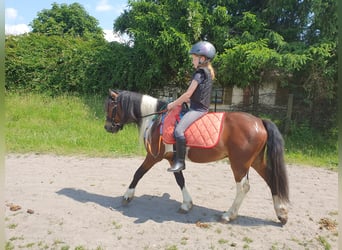 Inne kuce/małe konie, Wałach, 6 lat, 125 cm, Srokata