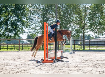 Inne kuce/małe konie, Wałach, 6 lat, 126 cm, Gniada