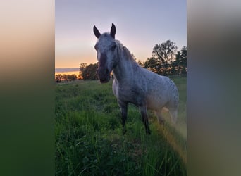 Inne kuce/małe konie Mix, Wałach, 6 lat, 130 cm, Tarantowata