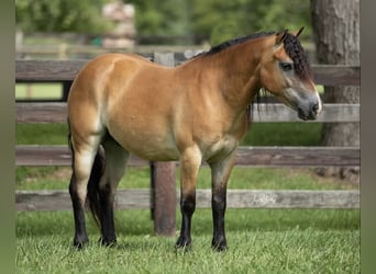 Inne kuce/małe konie, Wałach, 6 lat, 132 cm, Bułana