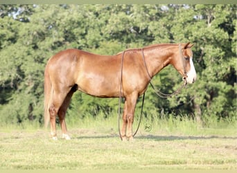 Inne kuce/małe konie, Wałach, 6 lat, 132 cm, Cisawa