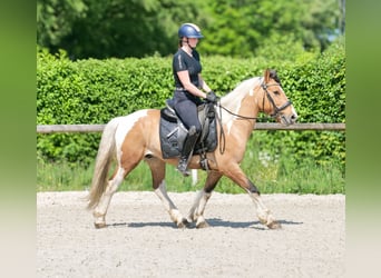Inne kuce/małe konie, Wałach, 6 lat, 140 cm, Srokata