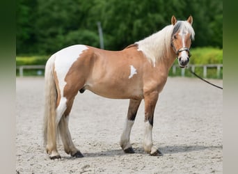 Inne kuce/małe konie, Wałach, 6 lat, 140 cm, Srokata