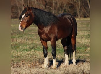 Inne kuce/małe konie, Wałach, 6 lat, 142 cm, Srokata