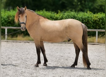 Inne kuce/małe konie, Wałach, 6 lat, 145 cm, Bułana