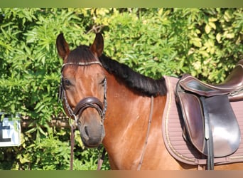 Inne kuce/małe konie Mix, Wałach, 6 lat, 145 cm, Gniada