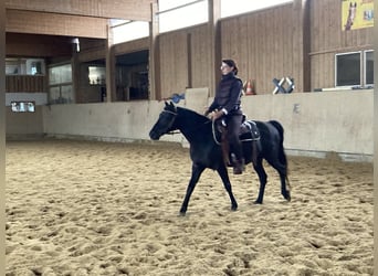 Inne kuce/małe konie, Wałach, 6 lat, 145 cm, Kara