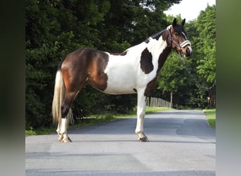 Inne kuce/małe konie, Wałach, 6 lat, 147 cm, Srokata
