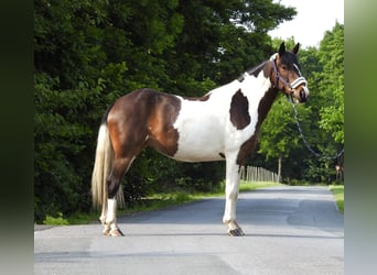 Inne kuce/małe konie, Wałach, 6 lat, 147 cm, Srokata