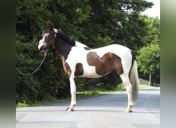 Inne kuce/małe konie, Wałach, 6 lat, 147 cm, Srokata