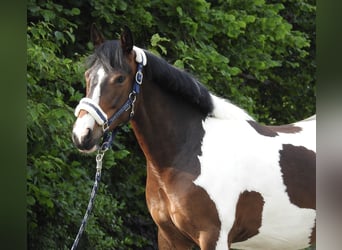 Inne kuce/małe konie, Wałach, 6 lat, 147 cm, Srokata