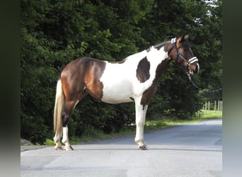 Inne kuce/małe konie, Wałach, 6 lat, 147 cm, Srokata