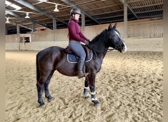 Inne kuce/małe konie, Wałach, 6 lat, 148 cm, Kara