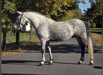 Inne kuce/małe konie, Wałach, 6 lat, 152 cm, Siwa jabłkowita