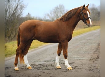 Inne kuce/małe konie Mix, Wałach, 6 lat, 153 cm, Kasztanowata