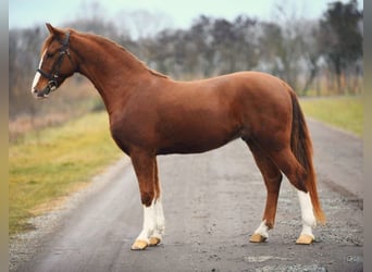 Inne kuce/małe konie Mix, Wałach, 6 lat, 153 cm, Kasztanowata