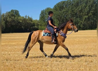 Inne kuce/małe konie, Wałach, 6 lat, 154 cm, Bułana