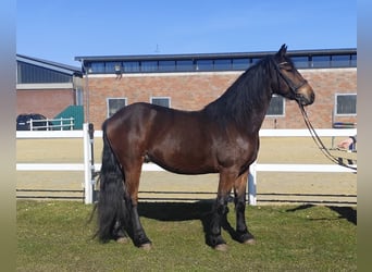 Inne kuce/małe konie, Wałach, 6 lat, 159 cm, Ciemnogniada