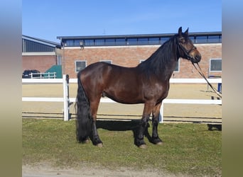 Inne kuce/małe konie, Wałach, 6 lat, 159 cm, Ciemnogniada