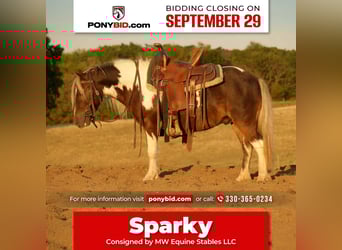 Inne kuce/małe konie, Wałach, 6 lat, 99 cm, Srokata