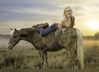 Inne kuce/małe konie, Wałach, 7 lat, 107 cm, Izabelowata