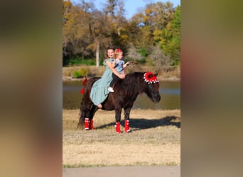 Inne kuce/małe konie, Wałach, 7 lat, 112 cm, Kara