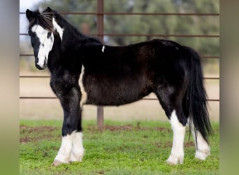 Inne kuce/małe konie, Wałach, 7 lat, 112 cm, Srokata