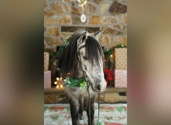 Inne kuce/małe konie, Wałach, 7 lat, 114 cm, Siwa