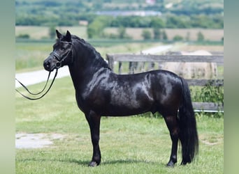 Inne kuce/małe konie, Wałach, 7 lat, 123 cm, Srokata