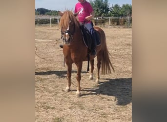 Inne kuce/małe konie, Wałach, 7 lat, 125 cm, Kasztanowata