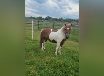 Inne kuce/małe konie, Wałach, 7 lat, 125 cm, Srokata